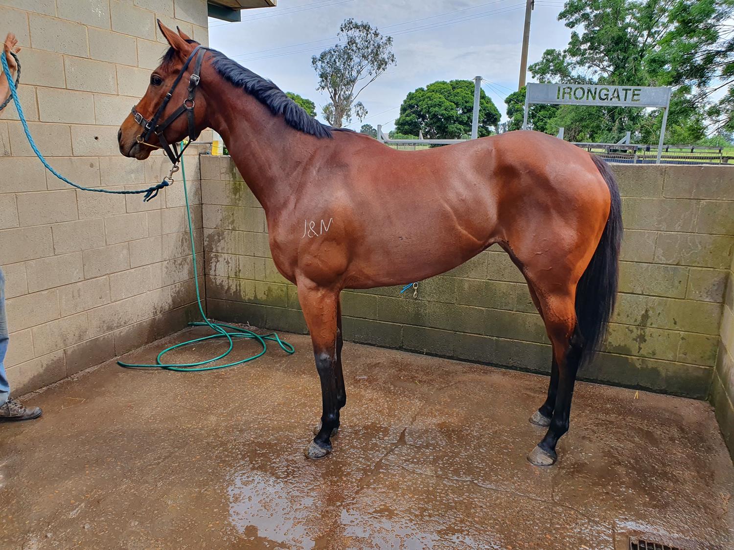 2020 OCTOBER (Late) Online Sale | Inglis Digital Online Auctions
